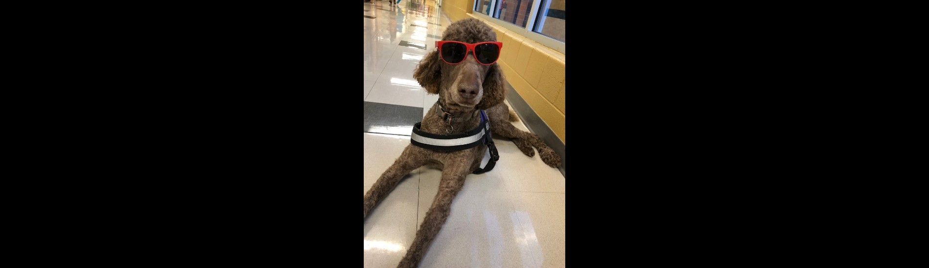 therapy dog wearing sunglasses